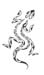 lezard1