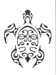 tortue1